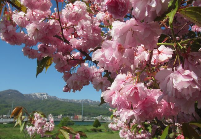 5月上旬から中旬にかけて、手稲で楽しめる桜の名所 