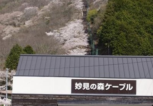 妙見の森ケーブルは桜ケーブル