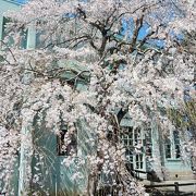 旧市役所別館と枝垂桜