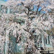 旧市役所別館と枝垂桜と県庁堀