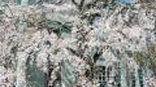 旧市役所別館と枝垂桜