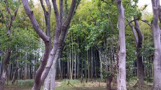 板橋区立 竹の子公園