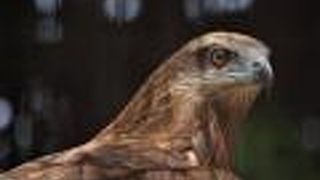 イケメンの鳶がいます。鳥に特化した動物園です。土曜日は子供（高校生まで）無料です。
