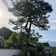 弘法大師空海所縁の松の木です。