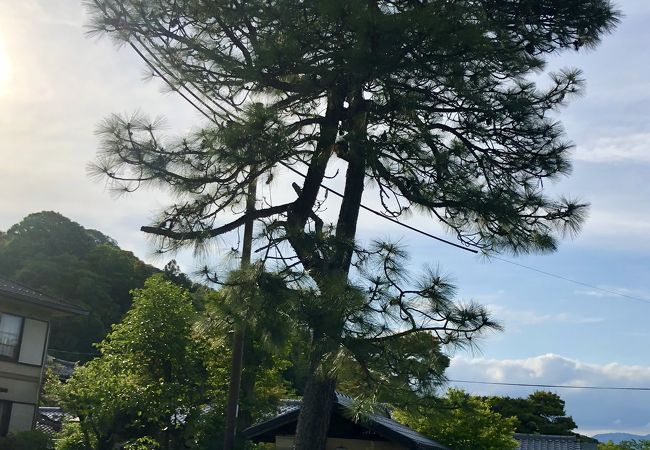 弘法大師空海所縁の松の木です。
