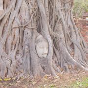 木の根に埋まった仏像の頭部と完全な仏像がある遺跡