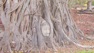 木の根に埋まった仏像の頭部と完全な仏像がある遺跡
