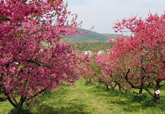 花がいっぱい福島。ここは桃