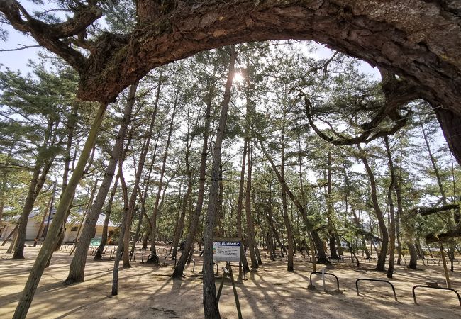 津田の松原 琴林公園