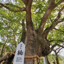 大麻比古神社