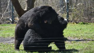 自然に近い状態で動物たちを見ることができます