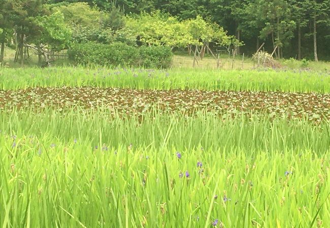 牧谷のカキツバタ群落