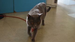 ねことふれあえます