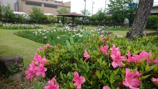 今年は寂しい知立公園