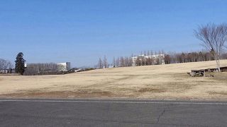 タヒバリが見られました。