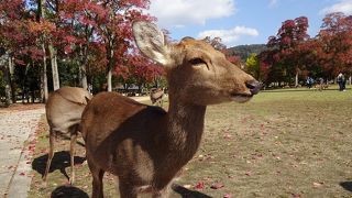 奈良市の観光スポットの中心です