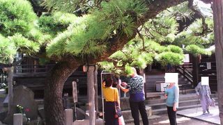 お堂の前の松の木が都の天然記念物に指定されてました