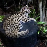 ウォーキングが楽しい