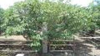 遅咲きの桜として知られる