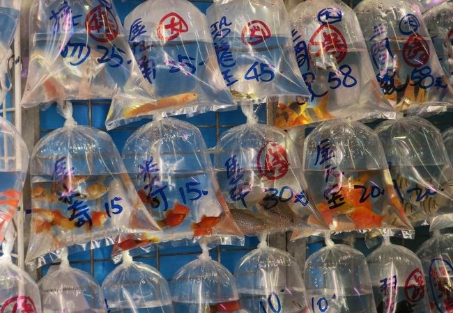 花園街と金魚街 クチコミ アクセス 営業時間 香港 フォートラベル 花園街と金魚街 クチコミ アクセス 営業時間 香港 フォートラベル
