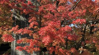 紅葉が素晴らしい