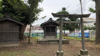 境内には、老樹が多く茂っている