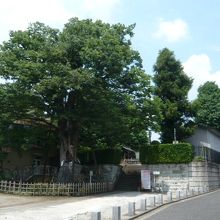 練馬白山神社の大ケヤキと広い前庭の境内と石階段の様子です。