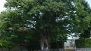 練馬白山神社の境内の階段の横には、大きなケヤキの樹があります。立派な大ケヤキです。