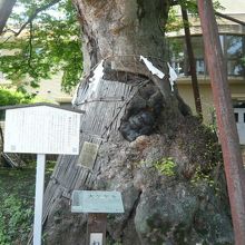 練馬白山神社の大ケヤキは、根を、地にしっかりと張っています。