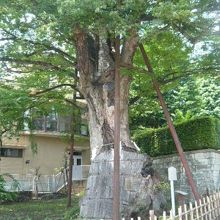 練馬白山神社の大ケヤキの根元付近の様子です。根が張っています
