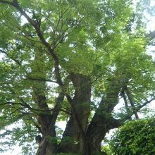 白山神社の大ケヤキの幹から枝は、みな活き活きとしています。