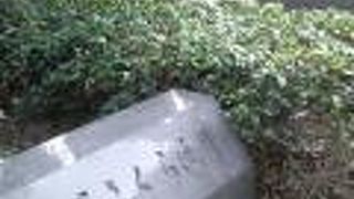 夏は緑に覆われ涼しげな中で下町散歩を楽しめます