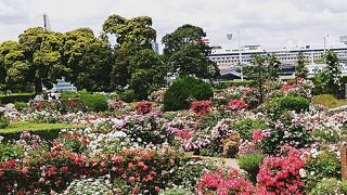 5月20日のバラ園は閉鎖中