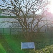 サトウ八ローの住居の庭にあったハゼの木