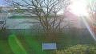 サトウ八ローの住居の庭にあったハゼの木