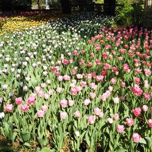 横浜公園のチューリップ