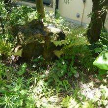 宗周院の参道横の緑の中の庭石です。苔むす庭石は、長寿の証し。