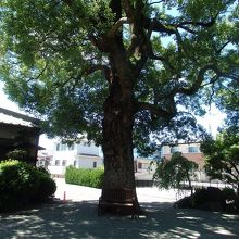 浄光寺大カヤの木