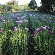 菖蒲園