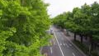 今年の銀杏の黄葉は期待できそうですよ。