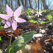 4月下旬、真駒内公園へ抜けるふるさとの散歩道方面にカタクリの花