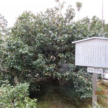 総見院内の日本最古のワビスケ（侘助）椿