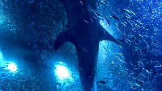 大きな水槽です