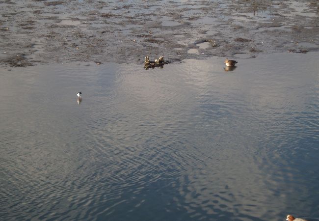 望遠鏡で野鳥を観察