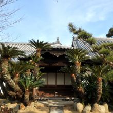 シュロが植わっている境内