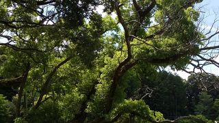 大きなくすの木