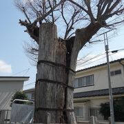 地面に近い幹の部分が残っていました