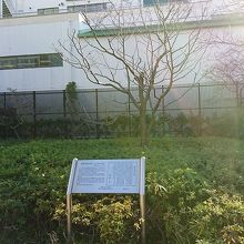 幸田文ゆかりの ハンカチの木