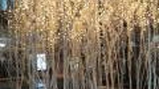 12月は白く輝くツリーを昼間から見れました