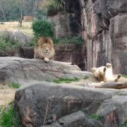 天王寺動物園 